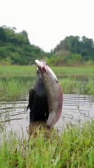 Bird swallows fish bigger than its own head and of equal body length  Cormorant in Serengeti National Park 🔥
