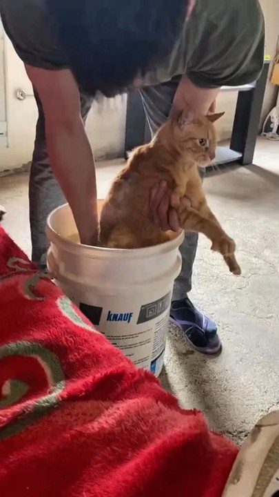 Moment pertama kali kucing mandi