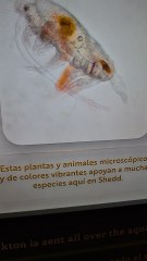 Plankton are organisms that drift in water (or air) but are unable to actively propel themselves against currents (or wind).[1][2] Marine plankton include drifting organisms that inhabit the