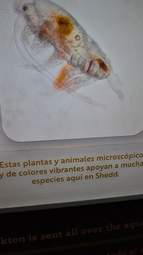 Plankton are organisms that drift in water (or air) but are unable to actively propel themselves against currents (or wind).[1][2] Marine plankton include drifting organisms that inhabit the