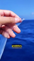 Unbelievable Creatures on Earth! 🌍