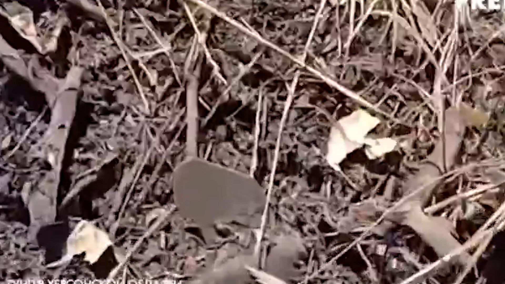 En Jers�n, la vida cotidiana se ha convertido en un escenario de constante amenaza debido a una nueva t�ctica empleada por los drones rusos: el lanzamiento de minas conocidas como "p�talos". Estos artefactos, peque�os y de pl�stico, se asemejan a hojas ca�das y se mezclan entre el manto oto�al que cubre las calles, lo que provoca que muchos habitantes no logren distinguirlas hasta que ya es demasiado tarde. El resultado est� siendo devastador, con decenas de v�ctimas, entre ellas ni�os, adultos y personal de emergencia que transita por la ciudad.
Las escuelas, tradicionalmente espacios de aprendizaje y juego, han tenido que adaptarse a esta realidad. Ahora incluyen sesiones semanales en las que se ense�a a los menores a identificar estos explosivos y a reaccionar ante el sonido de un dron. Las autoridades locales califican esta estrategia como un mecanismo deliberado de terror dirigido a la poblaci�n civil, una forma de mantener a la ciudad bajo miedo permanente.
El gobernador de la regi�n advierte que los ataques son incesantes, llegando a registrarse hasta 2.500 al mes. Organizaciones internacionales, por su parte, se�alan que el uso de estas minas podr�a constituir un crimen de guerra, ampliando a�n m�s las denuncias contra Mosc�.