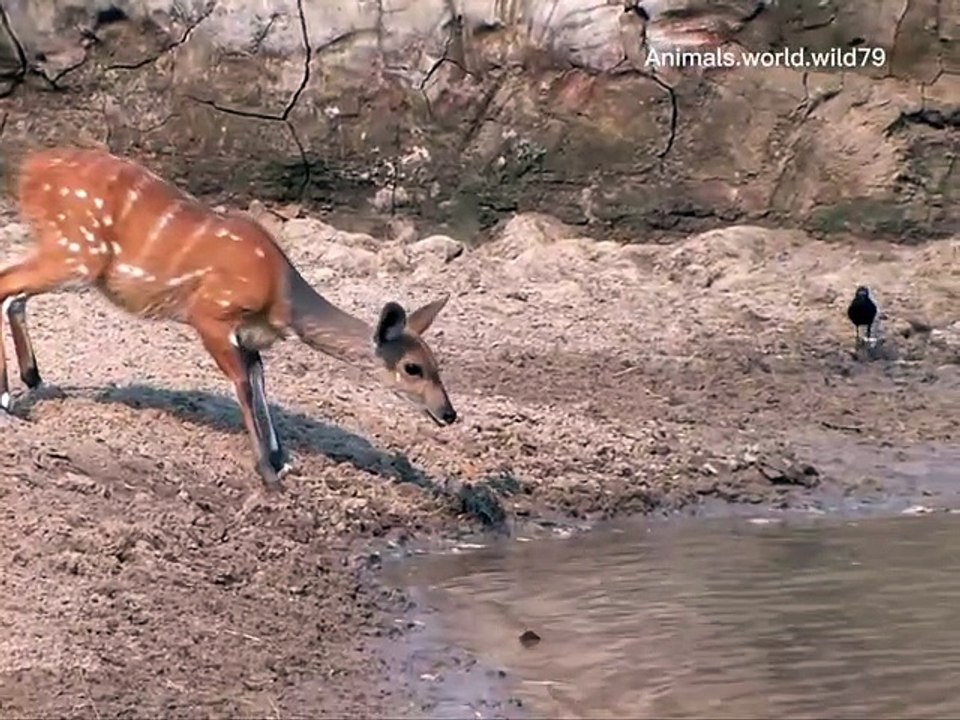 Wild Animals