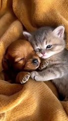 tiny puppy and a small kitten #ai  #baby  #cute  #dog  #funny  #sora2  #viralreels