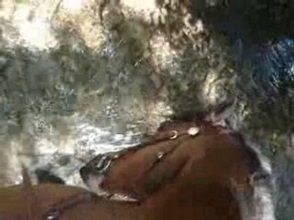 Cambell dans la rivière