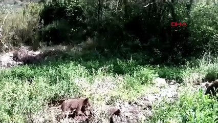 Fotokapanı görünce öfkelendi! Yavrularıyla gezen ayı kameraya böyle saldırdı