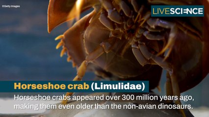 Creatures That Look The Same As They Did Millions Of Years Ago