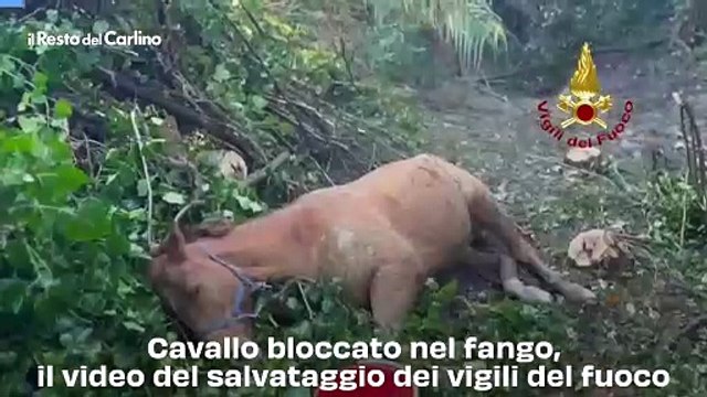Cavallo bloccato nel fango, il video del salvataggio dei vigili del fuoco