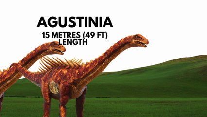 Dinosaurs for Kids | 🦕Long-Necked Dinosaurs Size Comparison #kidslearning #dinosaur #dinosaurs