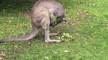 Australian kangaroo 🦘