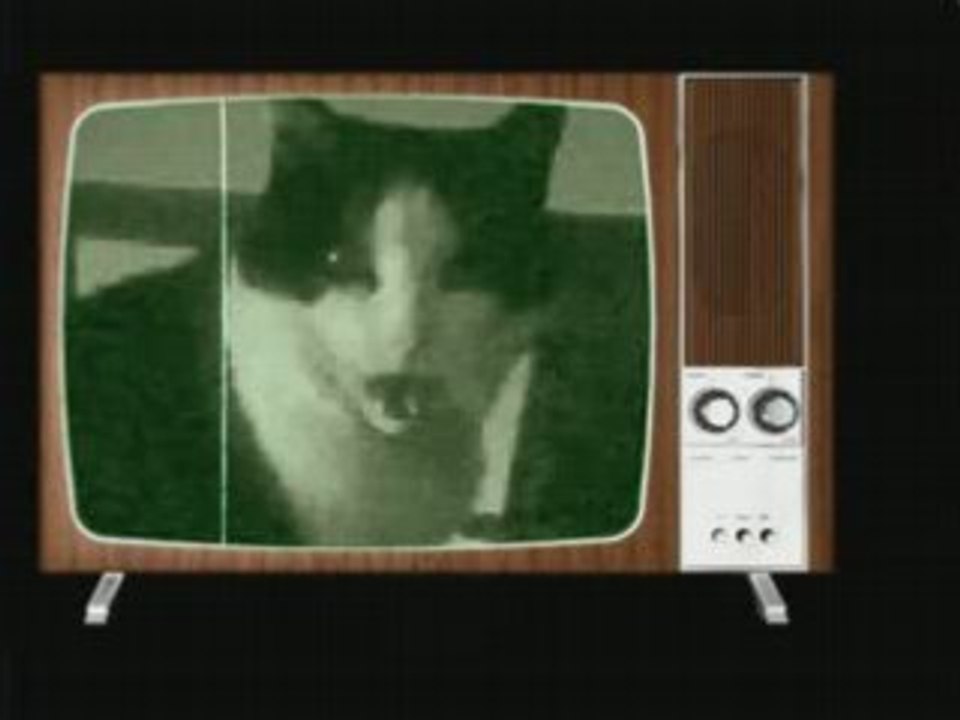 Cat's song