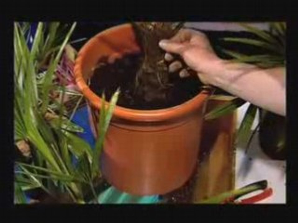 Citron laurier rose cannas palmier france 3