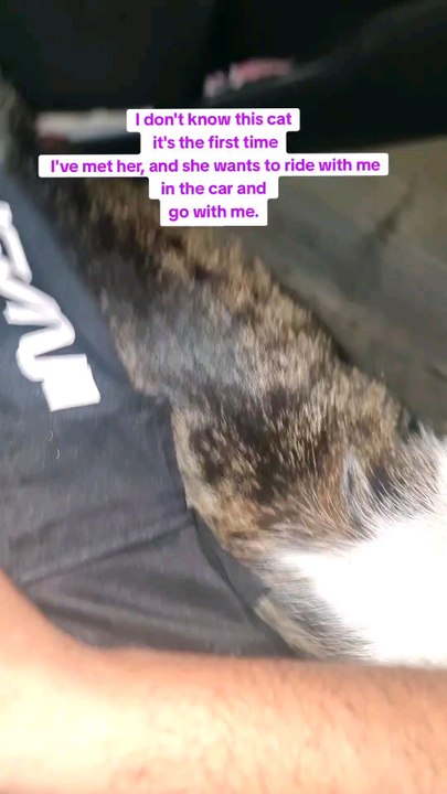 I don't know this cat it's the first time I've met her, and she wants to ride with me in the car and go with me.