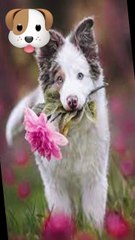 La sorprendente comunicación secreta entre animales y plantas revelada por la ciencia