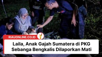 Laila, Anak Gajah Sumatera di PKG Sebanga Bengkalis Dilaporkan Mati