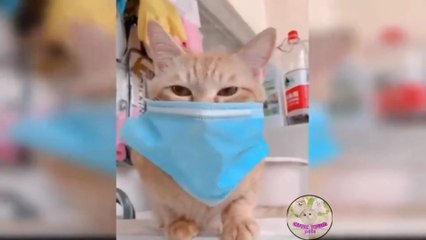 Funny cat 🤣cute and sweet cat videos#4 #cutiepetstown #funnycat#cutecat