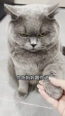 🤯 Understanding Everything… and Nothing | Confused Chonky Cat 😹