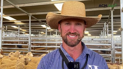Yass Special First Cross Ewe Sale 2025