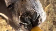 Kangaroo enjoying milk