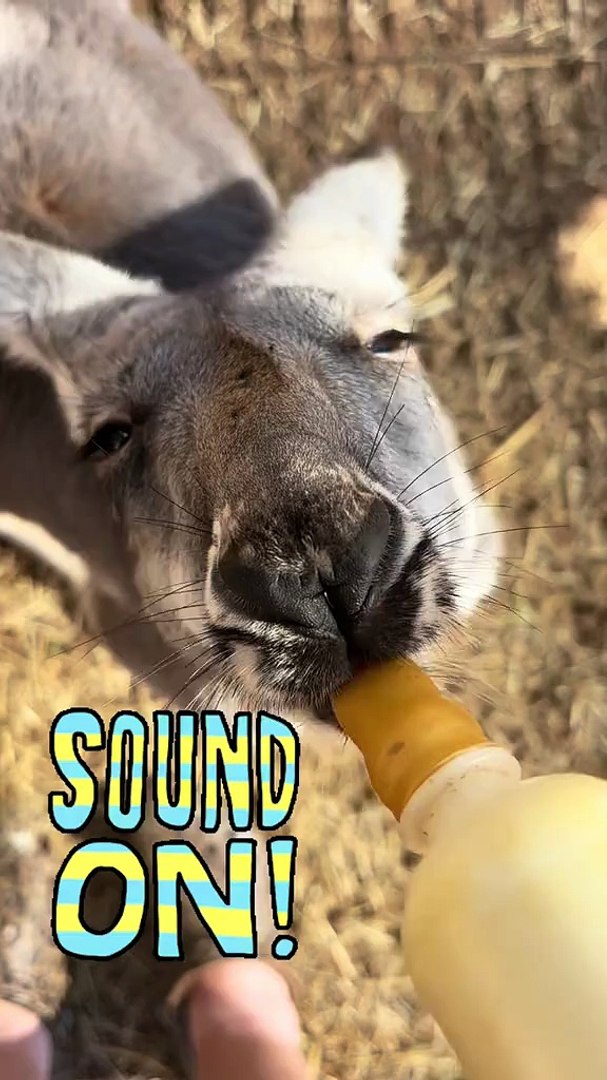 ⁣Kangaroo enjoying milk