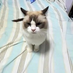 Funny Cats Movements For Cat lovers. Must Watch