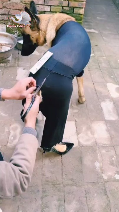 "A dog dressed up like a human, look how funny it is"