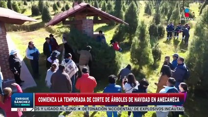 Comienza la temporada de corte de árboles | Enrique Sánchez