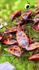 গাছ কি সত্যিই “কথা” বলে পোকারা তা শোনে!  | Hktv Bangla