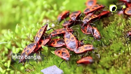 যখন গাছ কথা বলে, পোকারা শোনে! ইসরায়েলি গবেষণার চমক  Hktv Bangla