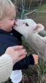 Cutest & Funniest Sheep Moment in the Countryside 🐑🌿 | Adorable Farm Life Video”