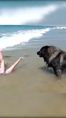Family Dog Protects Girl from Ocean Waves in Brave Beach Rescue