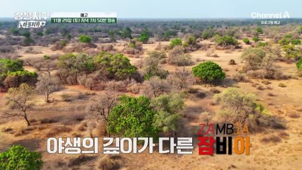 [예고] 야생의 숨결 속 사자의 흔적을 찾아서! 라이온 킹을 찾아서