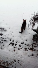 Cat Reacts To First Snow This Year! ❄️:) #cat #funnycats #cats #cutecats #winter #snow #goodmorning #viralcats #trending #fyp
