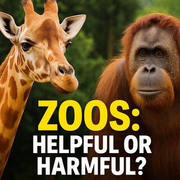 Zoos: Helpful or Harmful? The Truth Behind Modern Wildlife Parks | CineWorld Hub FX