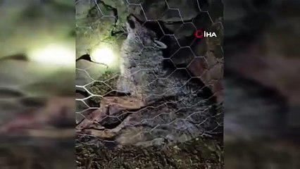 Koyun sürüsüne saldıran kurtu çoban köpekleri telef etti