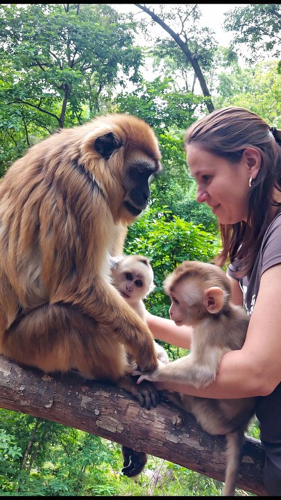 A Mother Monkey’s Gift 🐒💞 Could This Be the Purest Act of Love in Nature? 🌿🥹 #PowerfulConnection"