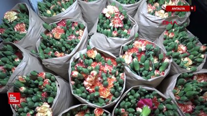 Avrupa ülkelerine 12 milyon dolarlık yılbaşı çiçeği