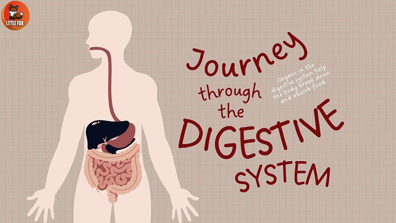 Human digestive system - How your digestive system works| Human Body #kids #science #education