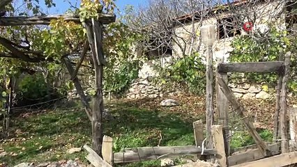 Harabeye dönmüş 450 yıllık köyde umudu 4 kişi ayakta tutuyor