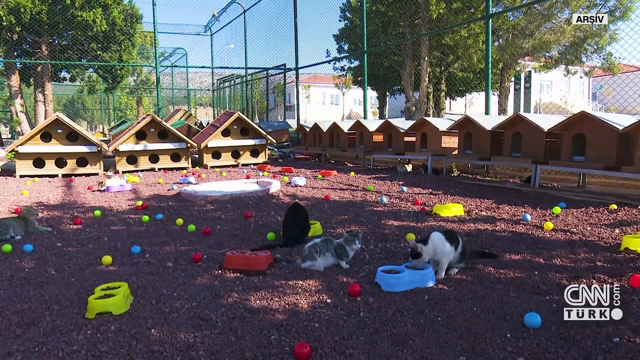 İstanbul’da sahipsiz köpekler için yeni düzenleme