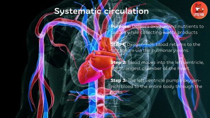 ❤️How the Human Heart Works| Human Heart Anatomy | The Human Heart #kids #science #education