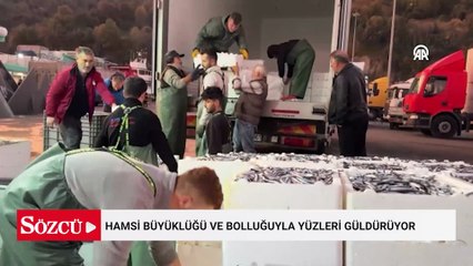 Hamside son 4 yılın en büyük bolluğu: Fiyatlar çakıldı, tezgâhlara akın başladı
