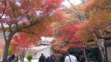 箕面山の紅葉2025