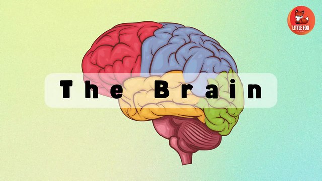 🧠 How the human brain works | Learn Brain Structures and Functions #kids #science #education