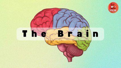 🧠 How the human brain works | Learn Brain Structures and Functions #kids #science #education