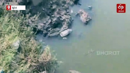 સુરત: મોરા ગામના ખારી કાંઠામાં ઝેરી પ્રદૂષણથી હજારો માછલીઓનાં મોત, GPCB અને કલેક્ટરને રજૂઆત