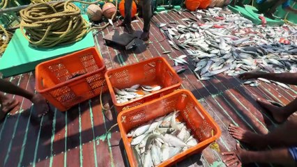 Royal Tide Expedition – Elite Fishing in Gulf Waters