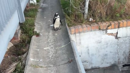 Penguin standing alone at sunrise seems to be exploring the world beyond its home