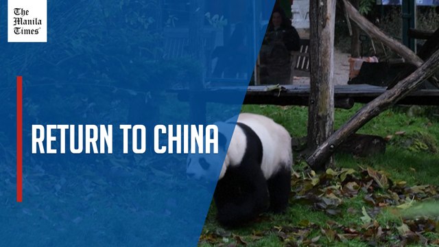 France's Beauval Zoo bids farewell to two pandas heading back to China