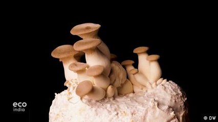 Citizen science harnesses fungi's potential for innovation